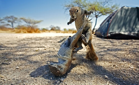 Cape Ground Squirrel Fight