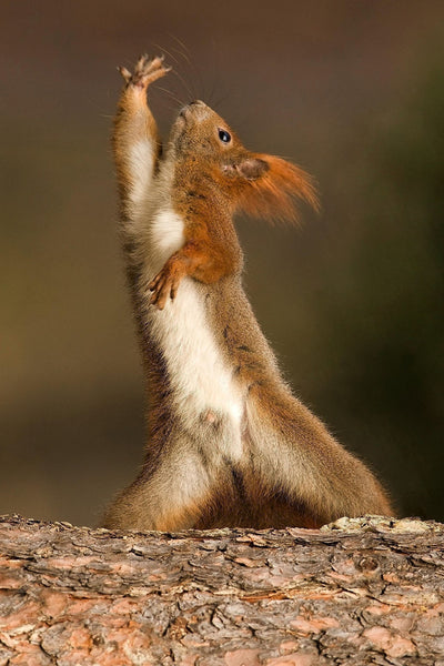 Dancing Squirrel